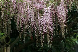 WISTERIA FLORIBUNDA ´ROSEA´, 150-200, Clt. 3