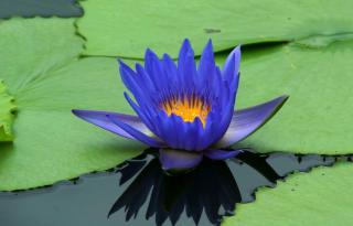 Modrý lotos živica (Nymphaea caerulea) 1g (živica 20x)