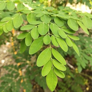 Moringa olejodarná (Moringa oleifera) 100g (sušené listy)
