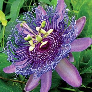 Mučenka opletavá (Passiflora incarnata) 50g (rastlinná a kvetová drť )