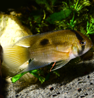 Aequidens maroni