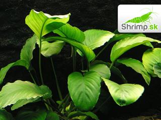 Anubias barteri - košík (Anubias barteri)