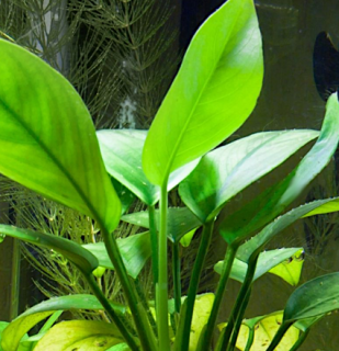 Anubias congensis round - košík