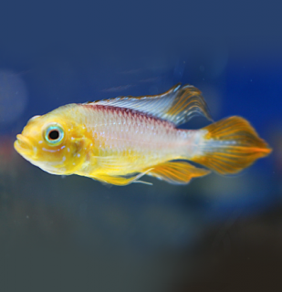 Apistogramma agassizii fire red