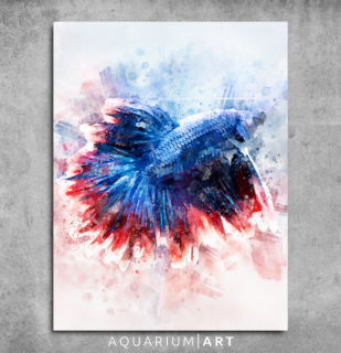 AQUARIUM ART obraz bojovnica 60 x 90 cm (P-007-60-90)