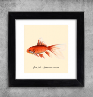 AQUARIUM ART obraz Carassius auratus - Gold fish 22 x 22 cm (M-003)