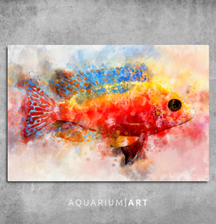 AQUARIUM ART obraz cichlida 90 x 60 cm (P-011-90-60)