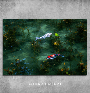 AQUARIUM ART obraz koi kapre 90 x 60 cm (P-010-90-60)