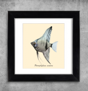 AQUARIUM ART obraz Pterophyllum scalare 2 - 22 x 22 cm (M-014)