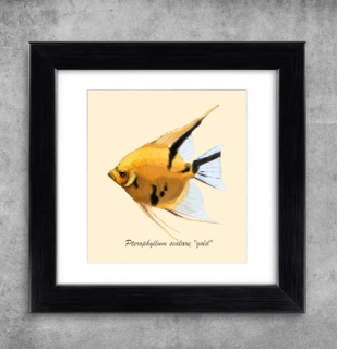 AQUARIUM ART obraz Pterophyllum scalare gold - 22 x 22 cm (M-016)