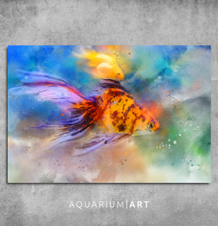 AQUARIUM ART obraz závojnatka 90 x 60 cm (P-001-90-60)