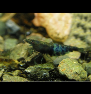 Black  Blue - Neocaridina davidi