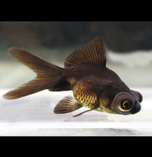 Black telescope - Carassius auratus