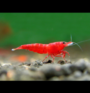 Bloody mary 10 ks - Neocaridina davidi (Neocaridina davidi (heteropoda) )