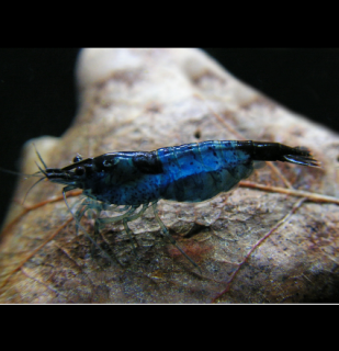 Blue dream (neocaridina davidi)