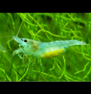 Blue Jelly (neocaridina davidi)