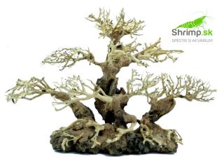 Bonsai Tree 40x15x30 cm