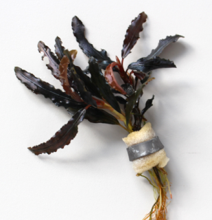 Bucephalandra Kedagang - zväzok