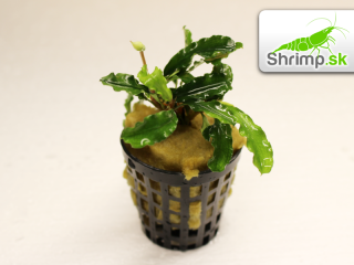 Bucephalandra pygmaea Bukit Kelam - košík