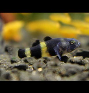 Býčko zlatopásy - Brachygobius doriae