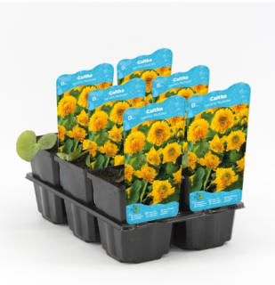 Caltha palustris 'Multiplex' – košík 9x9 cm (Záružlie močiarne 'Multiplex')