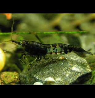 Carbon rili - Neocaridina davidi