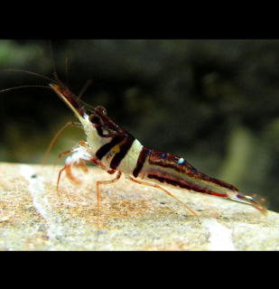 Caridina cf. spongicola