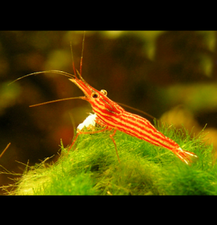 Caridina striata - Red Line Shrimp