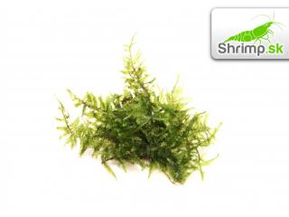 Christmas moss (Vesicularia montagnei) - in vitro 100 ml