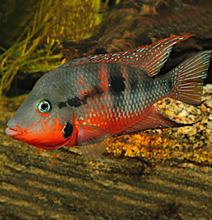 Cichlazoma červenohrdlá - Cichlasoma meeki