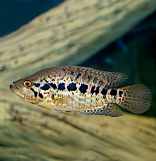 Cichlazoma managujská - Parachromis managuensis