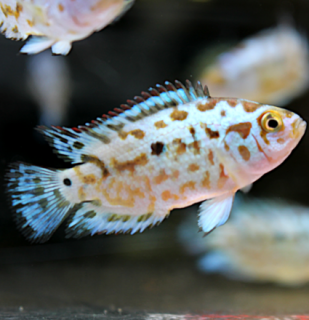Cichlazoma perleťová (Jack Dempsey) - Rocio octofasciata