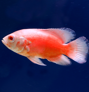 Cichlida pávia Red Albino 4-5 cm (Astronotus ocellatus)