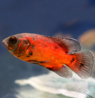 Cichlida pávia Red Oscar 4-5 cm (Astronotus ocellatus)