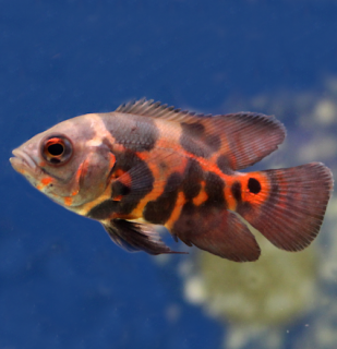 Cichlida pávia Red Tiger Oscar 15 cm (Astronotus ocellatus)