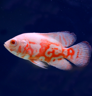 Cichlida pávia Red Tiger Oscar Albino 4-5 cm (Astronotus ocellatus)