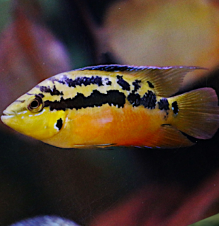 Cichlida Salvinova 4 - 5 cm (Cichlastoma salvini Red )