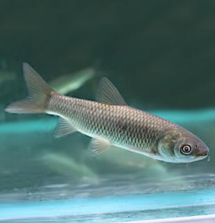 Ctenopharyngodon idella