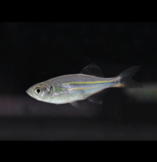 Danio malabarské - Devario aequipinnatus