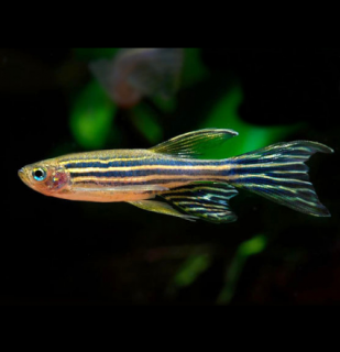 Danio prúžkované long fin - Danio rerio