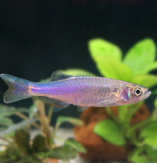 Danio ružové 10 ks - Danio rosea  (Danio roseus )