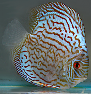 Disccus Brilliant Turquoise 10-12 cm - Symphysodon discus