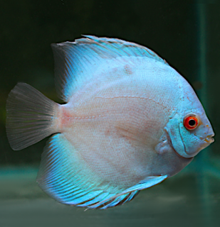 Discus Blue Diamond 10-12cm - Symphysodon discus