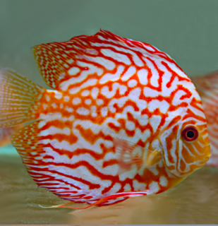 Discus Pigeon Checkerboard 9 cm - Symphysodon discus