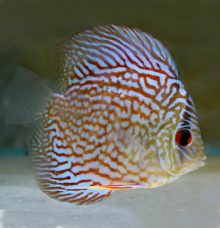 Discus Red Turquoise 9 cm - Symphysodon discus