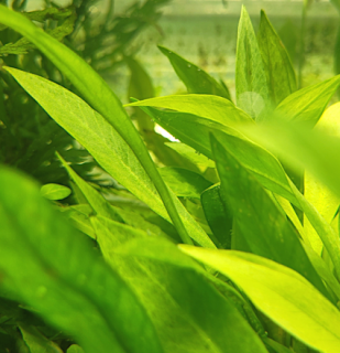 Echinodorus Latifolius - košík