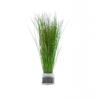 Eleocharis parvula - zväzok