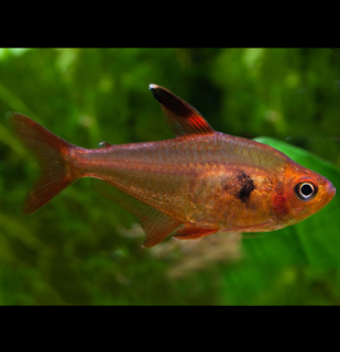 Fantóm červený - Hyphessobrycon sweglesi