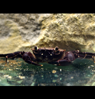 Fialový Matano krab - Syntripsa matanensis