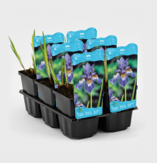Iris sibirica – košík 9x9 cm (Kosatec sibírsky)